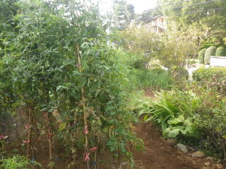 庭のトマト